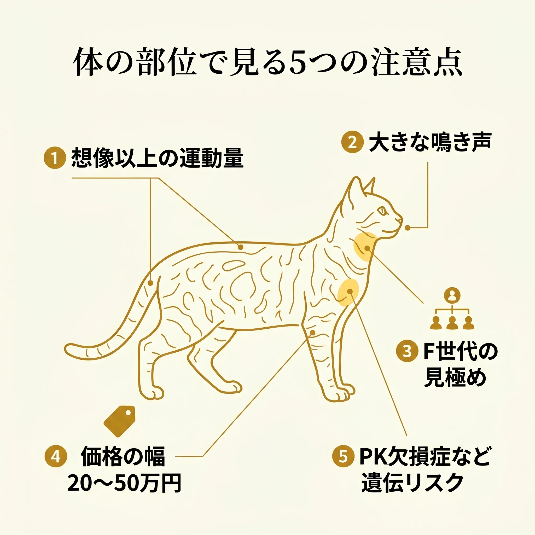 ベンガルの体に5つの注意点(運動量・鳴き声・F世代・価格・遺伝性疾患)を矢印で紐付けた解剖図風インフォグラフィック