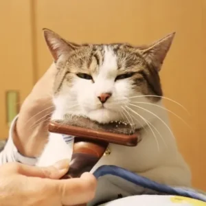 ブラッシングされて気持ちよさそうな猫の写真
