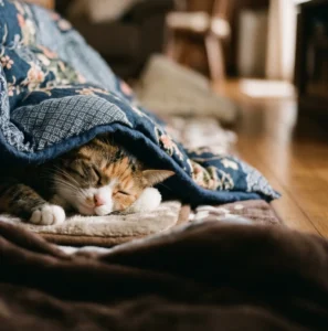 こたつの近くでくつろぐ猫の写真（自然な構図）