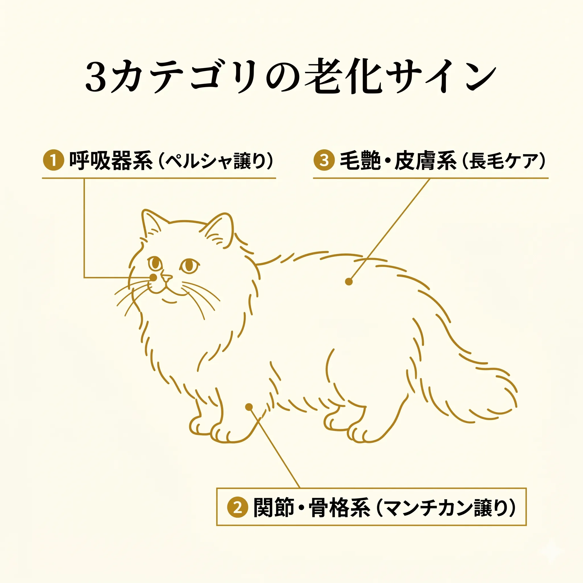 ミヌエットの体に3カテゴリの老化サイン(呼吸・関節・毛艶)を示した解剖図風インフォグラフィック