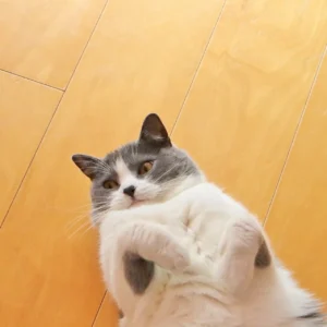 体長を測られている穏やかな表情の猫の写真