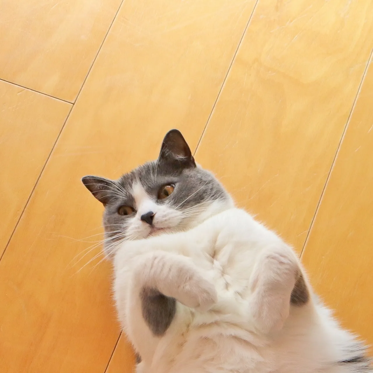 体長を測られている穏やかな表情の猫の写真