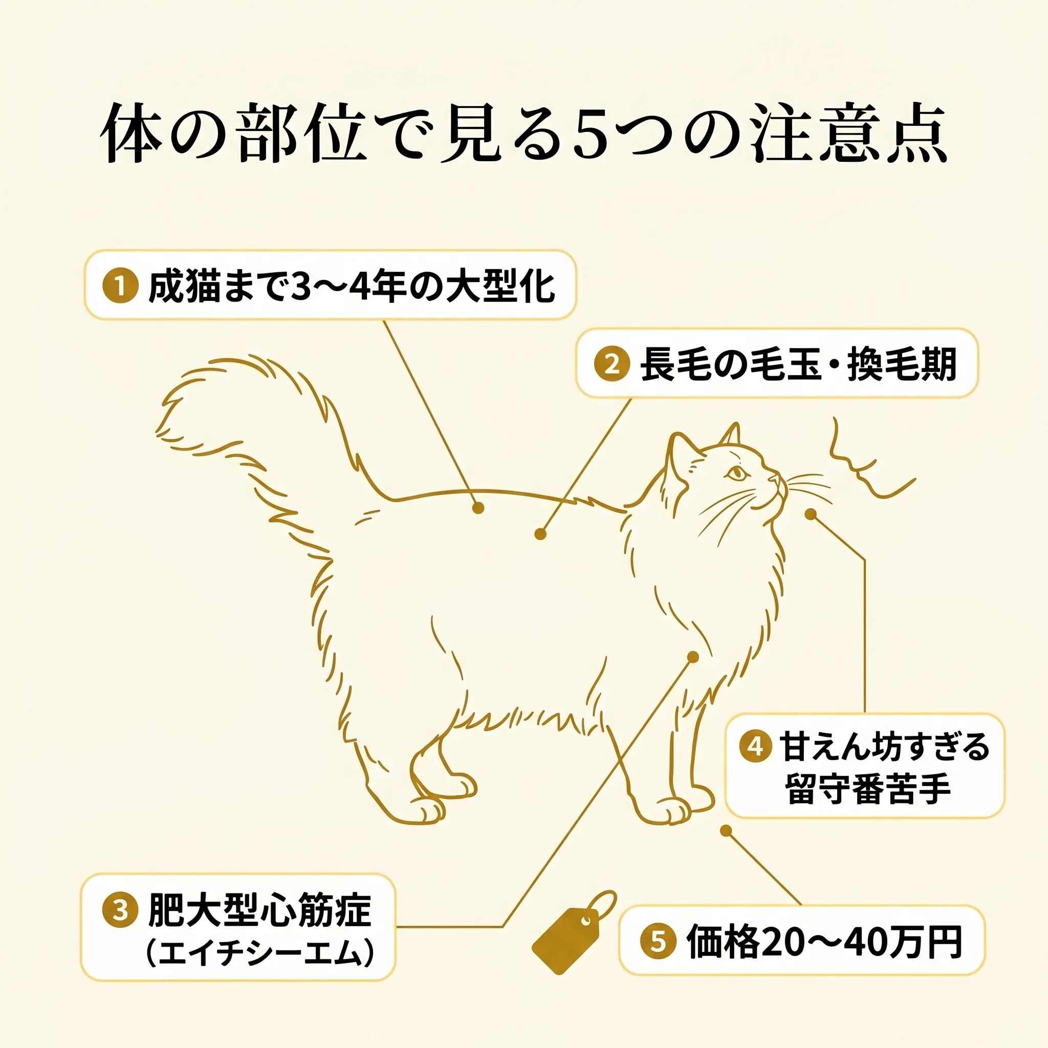 ラグドールの体に5つの注意点(大型化・長毛・心臓・甘えん坊・価格)を矢印で紐付けた解剖図風インフォグラフィック