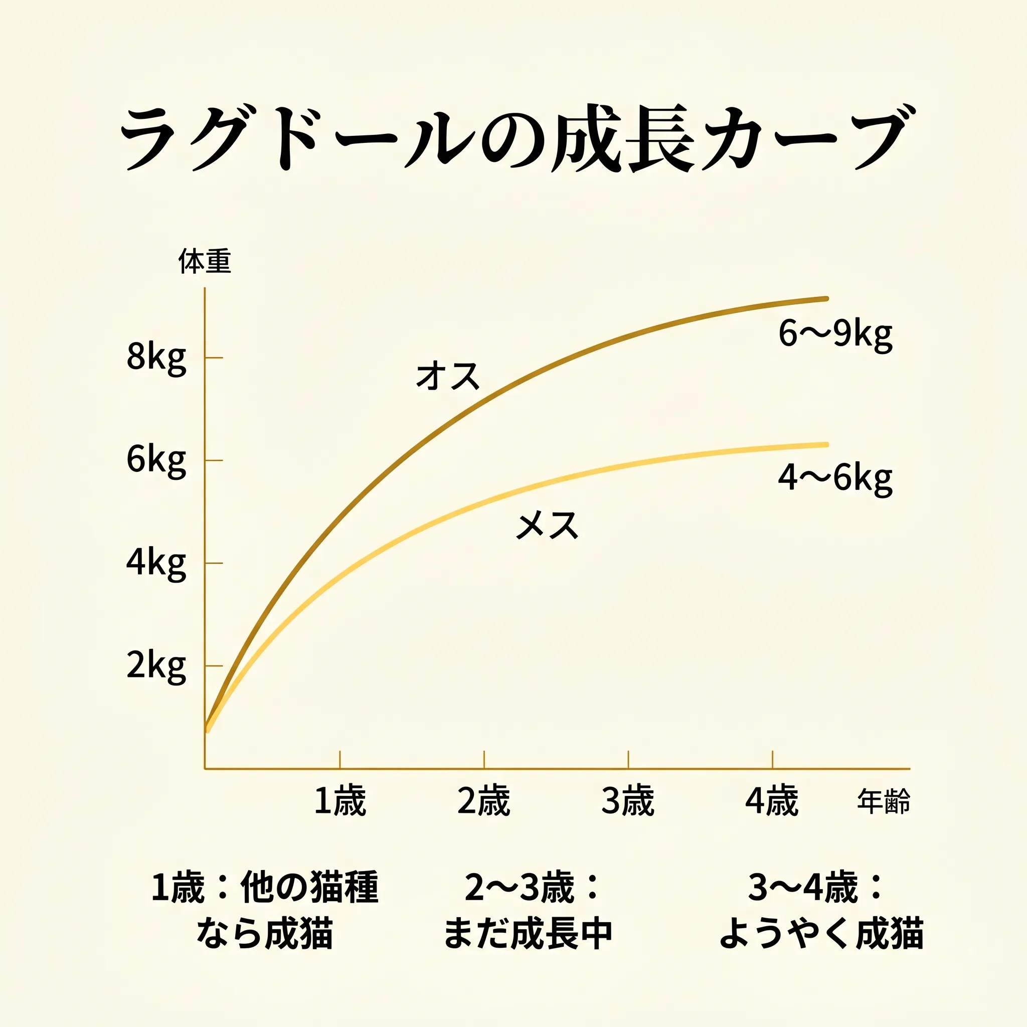 ラグドールの成長カーブを示すグラフ(子猫期・若猫期・成猫期の体重変化)
