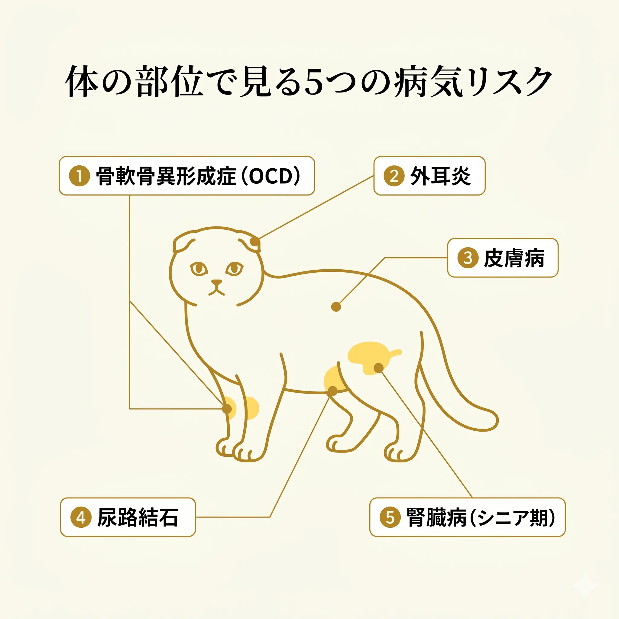 スコティッシュフォールドの体に5つの病気リスク部位を示した解剖図風インフォグラフィック