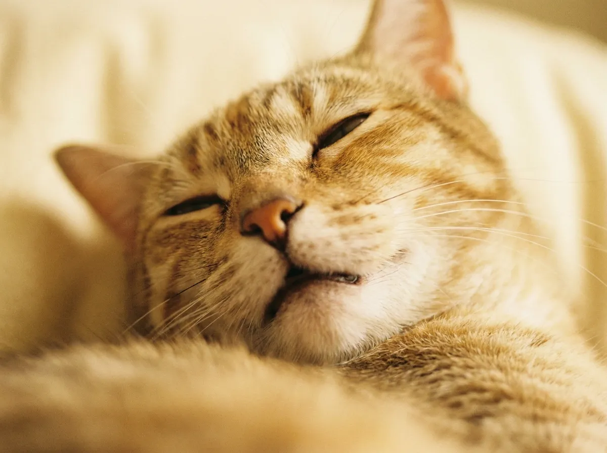 半目で気持ちよさそうな猫の顔ドアップ