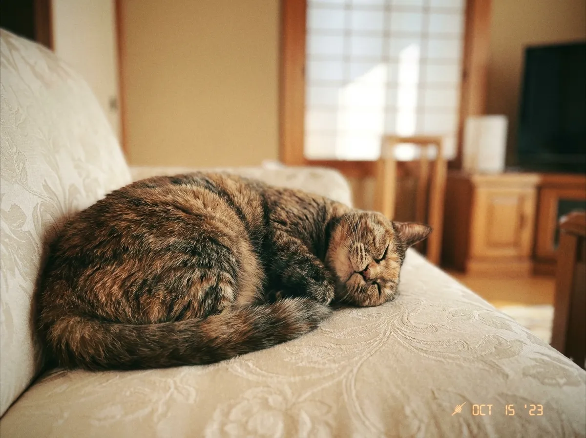 ソファでくつろぐ猫