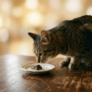 テーブルに置かれたチョコレートに顔を近づける猫の写真