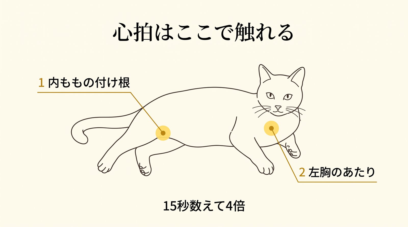 猫の心拍数を測る2か所