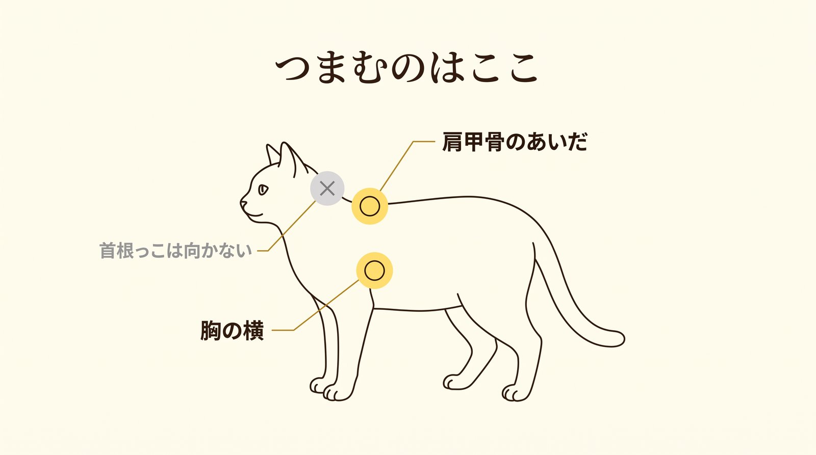 猫の皮膚をつまんでチェックする場所
