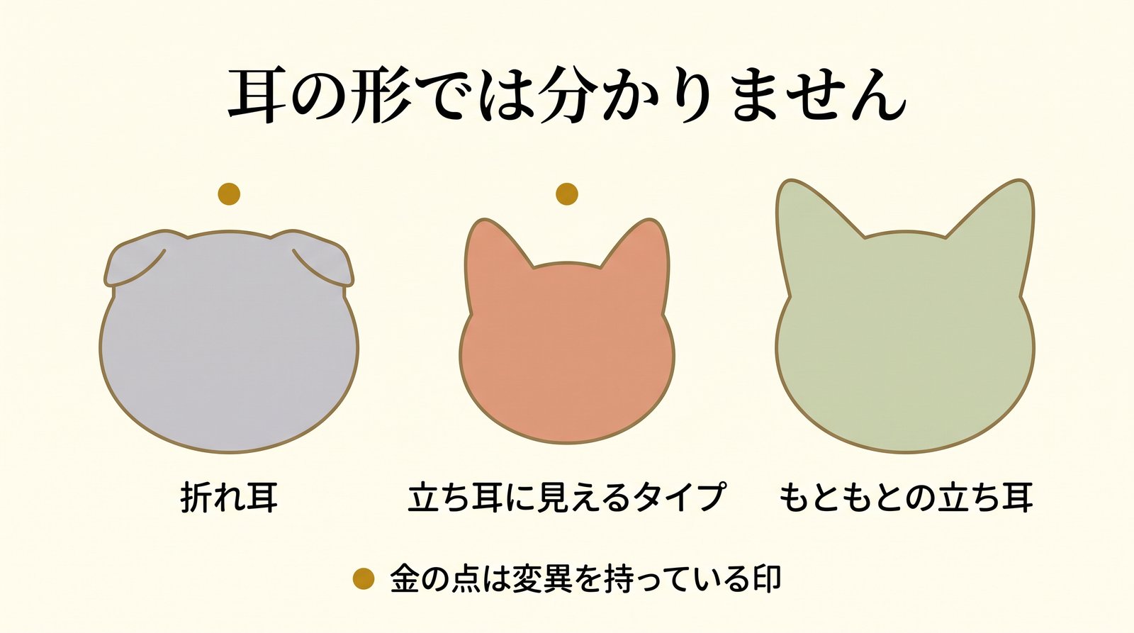 折れ耳とTRPV4変異の関係