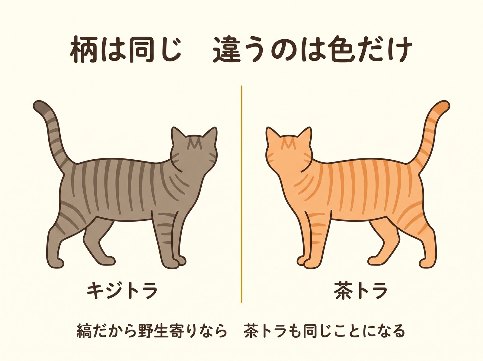 キジトラと茶トラは同じ縞柄