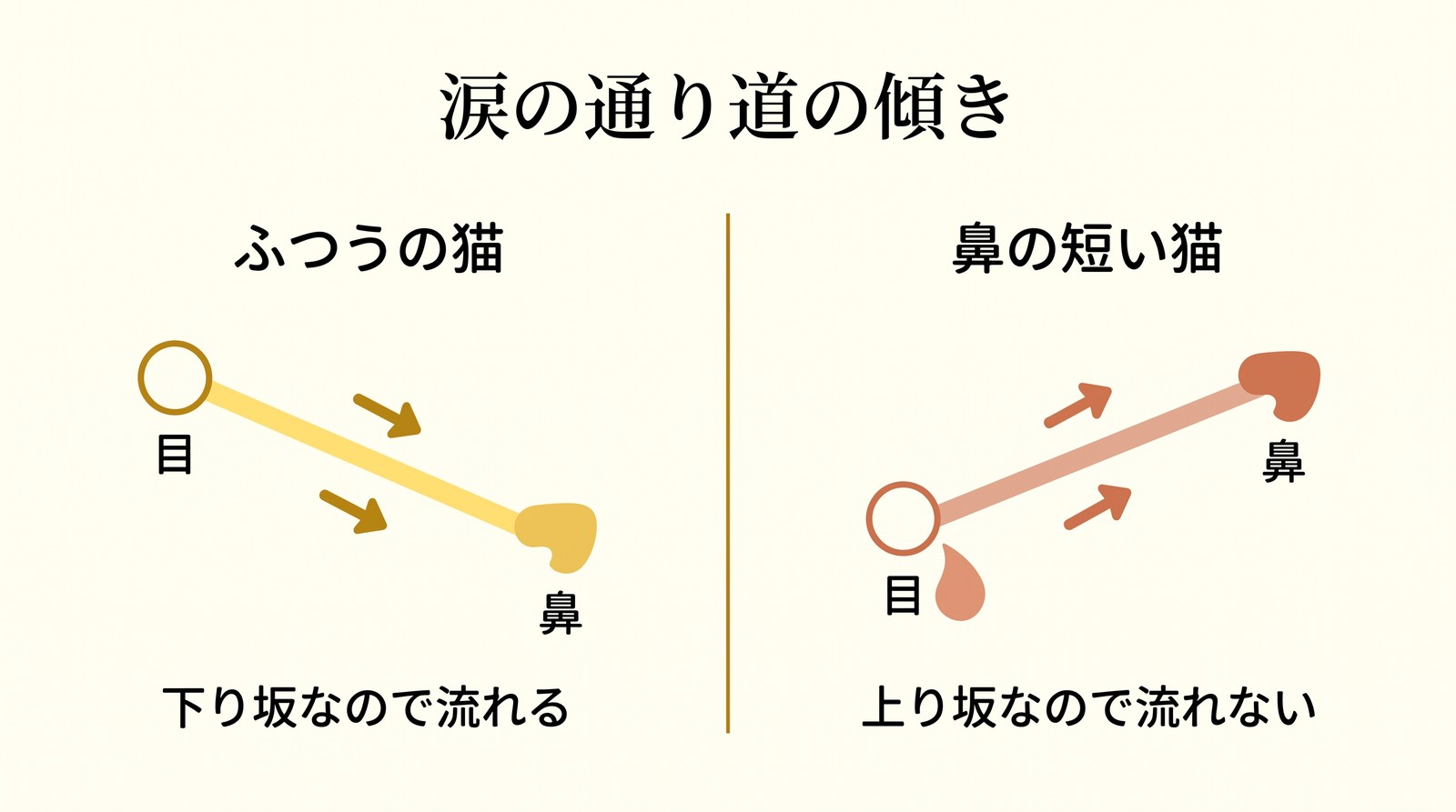鼻の短い猫で涙があふれる理由